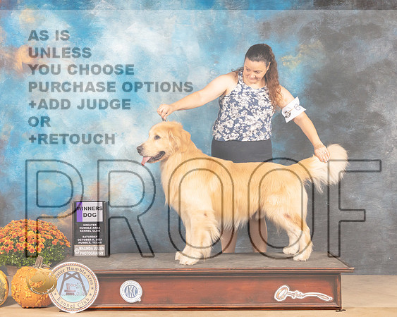 Golden Retriever #9 Sat WD  Judge Mary Napper-MMJ_3350-Humble2021