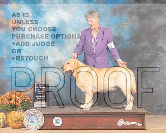 Labrador Retriever #5 Sat BOW Judge Mary Napper-MMJ_3277-Humble2021