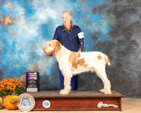 Spinoni Italiano #7 Sat WD Judge Mary Napper