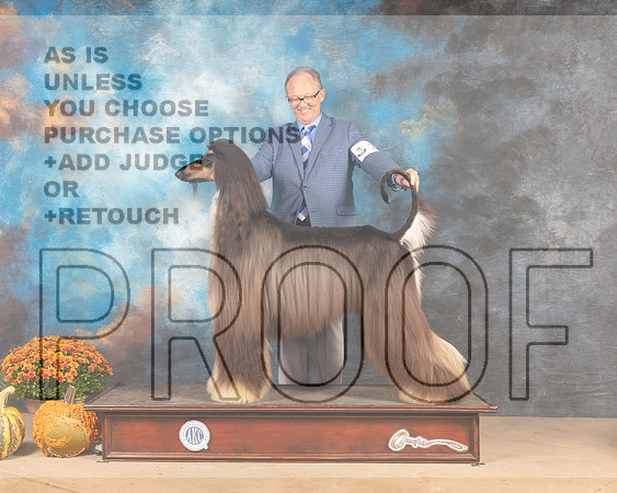 Afghan Hound #11 Fri G2 Judge Joanne Buehler R-MMJ_3395-Humble2021