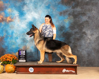 German Shepherd Dog #6 Sat WD Judge Dale Meyer