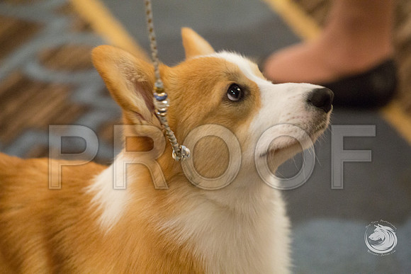 12 to 15 Dog FriJJJ_4570-CorgiHstn2019-HR3
