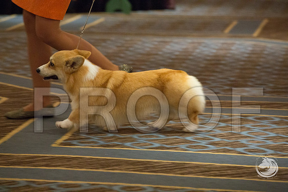 12 to 15 Dog FriJJJ_4585-CorgiHstn2019-HR3