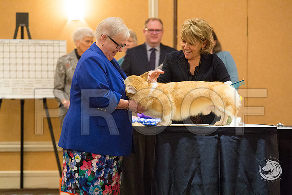 15 to 18 Dog FriJJJ_4653-CorgiHstn2019-HR3