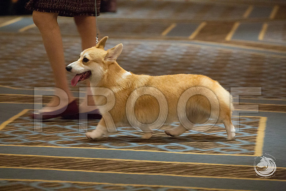 15 to 18 Dog FriJJJ_4659-CorgiHstn2019-HR3