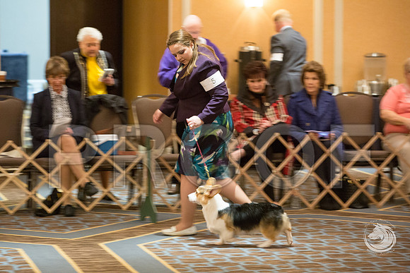 6 to 9 Puppy Dog FriJJJ_4452-CorgiHstn2019-HR3