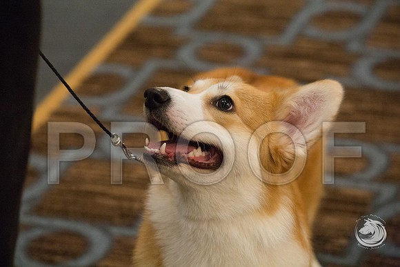9 to 12 Puppy Bitch FriJJJ_4681-CorgiHstn2019-HR3