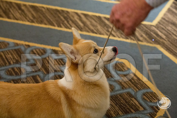 9 to 12 Puppy Bitch FriJJJ_4685-CorgiHstn2019-HR3