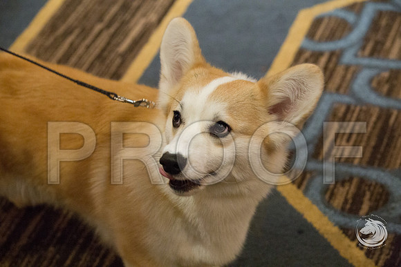 9 to 12 Puppy Dog FriJJJ_4484-CorgiHstn2019-HR3