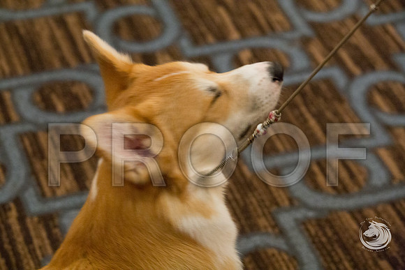 9 to 12 Puppy Dog FriJJJ_4485-CorgiHstn2019-HR3