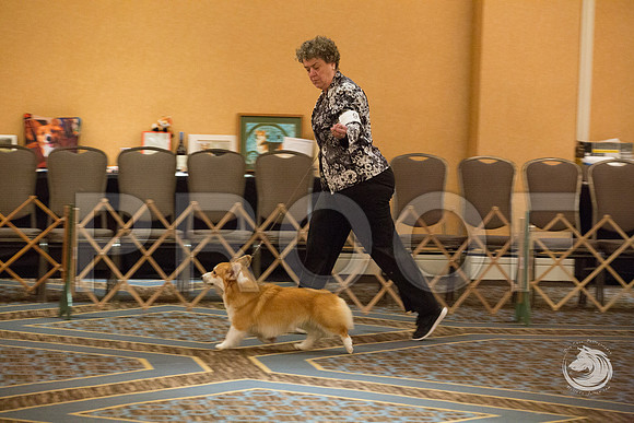 9 to 12 Puppy Dog FriJJJ_4494-CorgiHstn2019-HR3