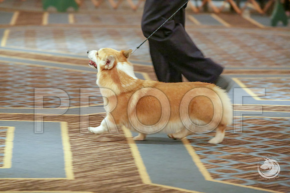 12 to 18 B Fri RingJJJ_4789-CorgiHstn2019-HR3