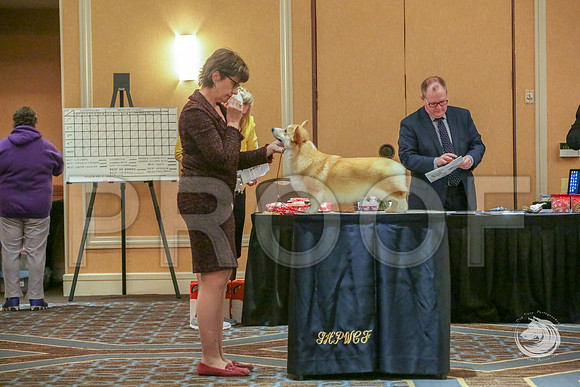 12 to 18 B Fri RingJJJ_4793-CorgiHstn2019-HR3