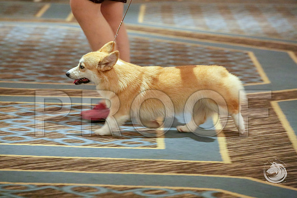 12 to 18 B Fri RingJJJ_4804-CorgiHstn2019-HR3