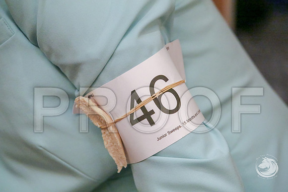 15 to 18 B Fri RingJJJ_4844-CorgiHstn2019-HR3