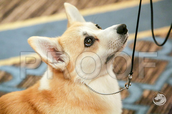 15 to 18 B Fri RingJJJ_4854-CorgiHstn2019-HR3
