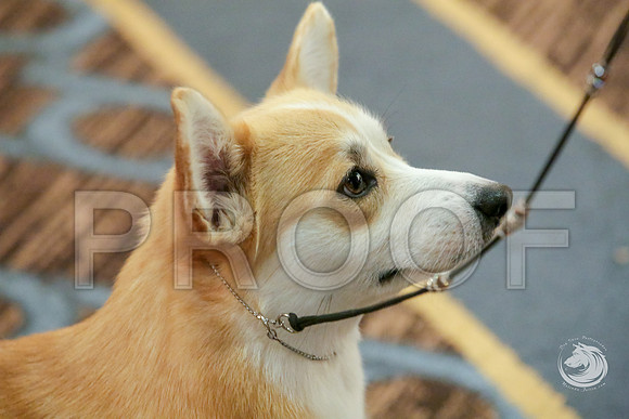 15 to 18 B Fri RingJJJ_4859-CorgiHstn2019-HR3