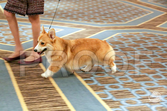 Best Puppy Sweeps Fri RingJJJ_4972-CorgiHstn2019-HR3
