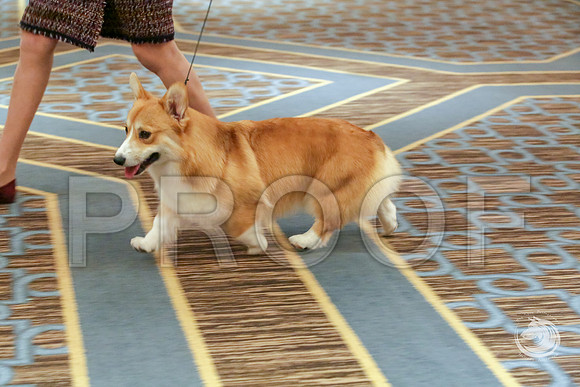 Best Puppy Sweeps Fri RingJJJ_4973-CorgiHstn2019-HR3