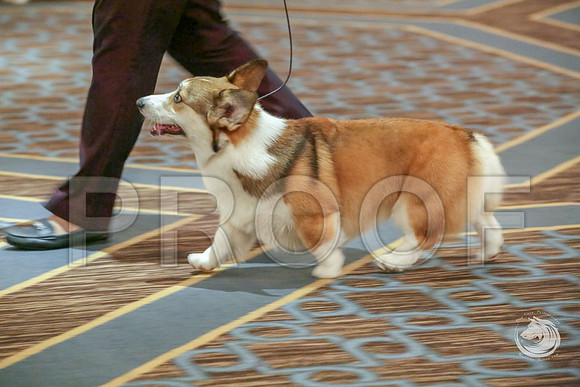 Best Puppy Sweeps Fri RingJJJ_4981-CorgiHstn2019-HR3