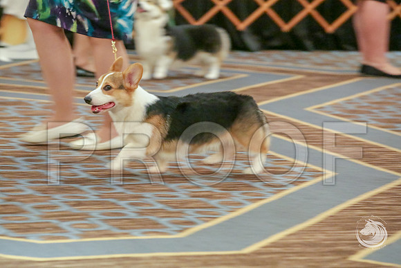 Best Puppy Sweeps Fri RingJJJ_4991-CorgiHstn2019-HR3