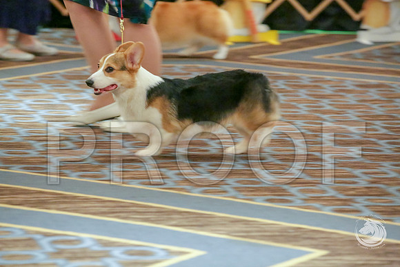 Best Puppy Sweeps Fri RingJJJ_4995-CorgiHstn2019-HR3