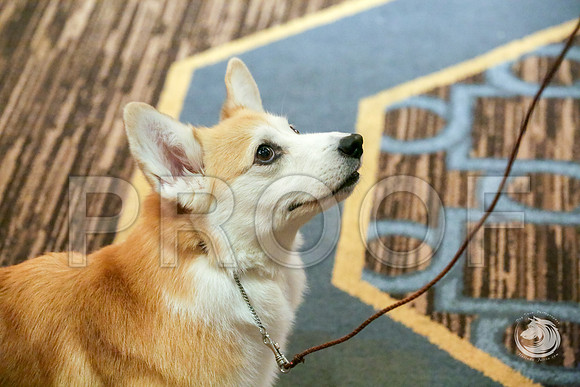 Vet B Fri RingsJJJ_5075-CorgiHstn2019-HR3