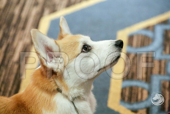 Vet B Fri RingsJJJ_5076-CorgiHstn2019-HR3