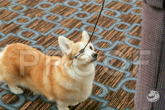 Vet B Fri RingsJJJ_5078-CorgiHstn2019-HR3