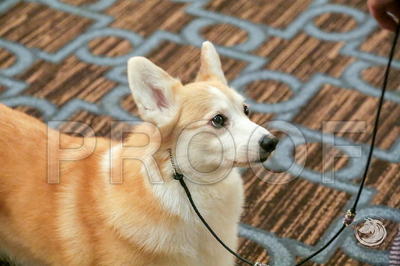Vet B Fri RingsJJJ_5081-CorgiHstn2019-HR3