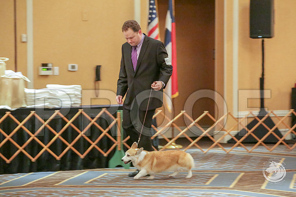 Vet B Fri RingsJJJ_5083-CorgiHstn2019-HR3