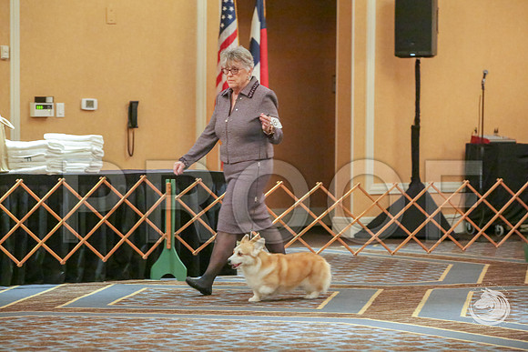 Vet B Fri RingsJJJ_5087-CorgiHstn2019-HR3