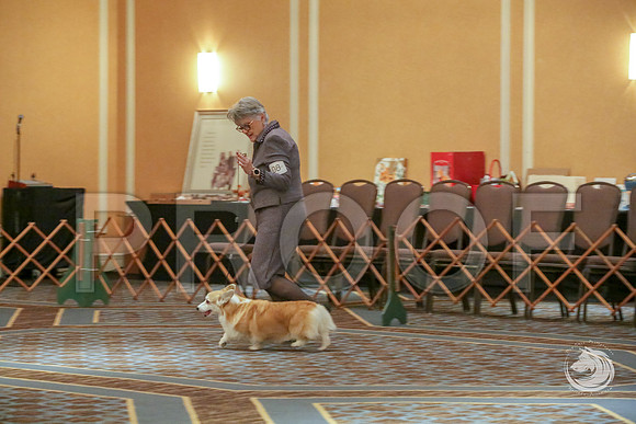 Vet Best Fri RingsJJJ_5150-CorgiHstn2019-HR3