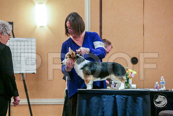 Beginner Puppy Bitch Fri RingsJJJ_5217-CorgiHstn2019-HR3
