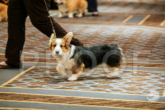 Beginner Puppy Bitch Fri RingsJJJ_5220-CorgiHstn2019-HR3