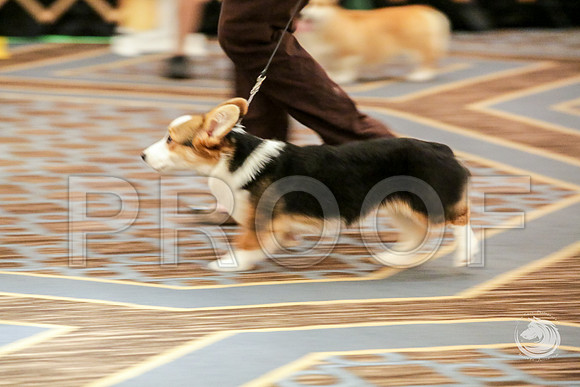 Beginner Puppy Bitch Fri RingsJJJ_5223-CorgiHstn2019-HR3