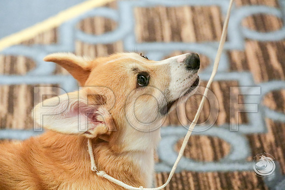 Beginner Puppy Dog Fri RingsJJJ_5176-CorgiHstn2019-HR3