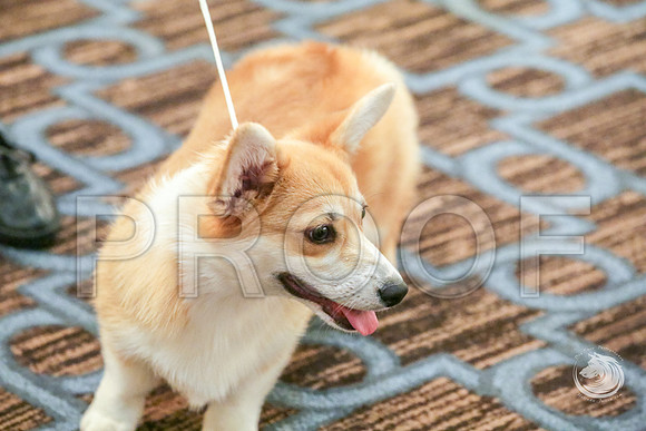 Beginner Puppy Dog Fri RingsJJJ_5186-CorgiHstn2019-HR3
