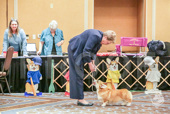 Beginner Puppy Dog Fri RingsJJJ_5189-CorgiHstn2019-HR3