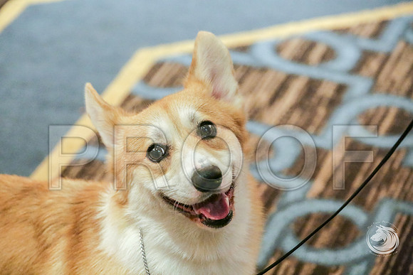 12 to 18 Dog Fri RingsJJJ_5437-CorgiHstn2019-HR3