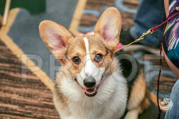 6 to 9 Dog Fri RingsJJJ_5274-CorgiHstn2019-HR3