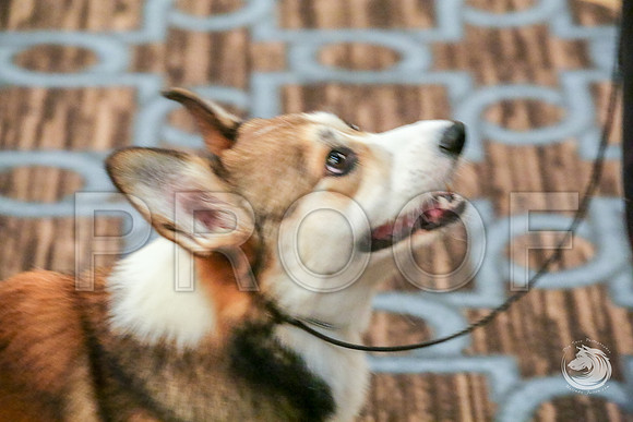 9 to 12 Dog Fri RingsJJJ_5318-CorgiHstn2019-HR3
