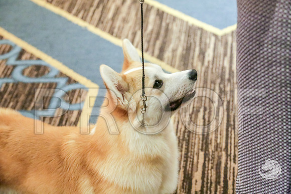 9 to 12 Dog Fri RingsJJJ_5321-CorgiHstn2019-HR3