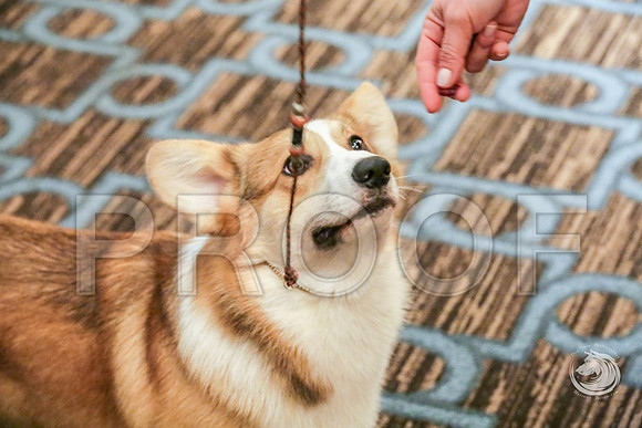 9 to 12 Dog Fri RingsJJJ_5326-CorgiHstn2019-HR3