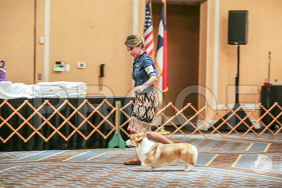 9 to 12 Dog Fri RingsJJJ_5327-CorgiHstn2019-HR3