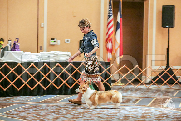 9 to 12 Dog Fri RingsJJJ_5328-CorgiHstn2019-HR3