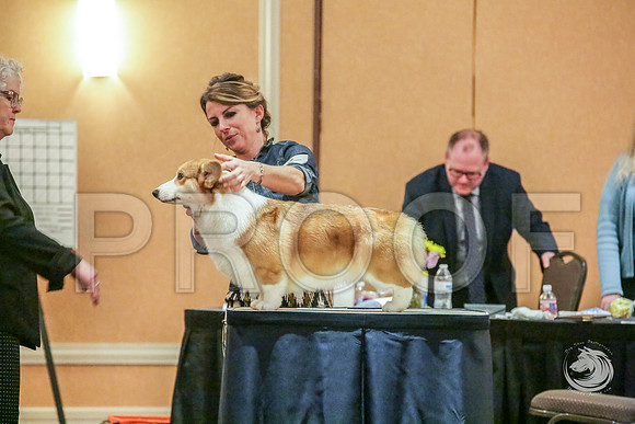 9 to 12 Dog Fri RingsJJJ_5336-CorgiHstn2019-HR3