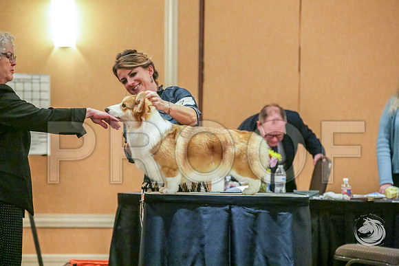 9 to 12 Dog Fri RingsJJJ_5337-CorgiHstn2019-HR3