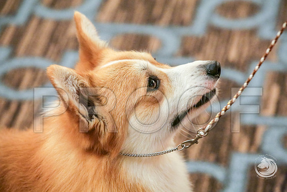 BBX Dog Fri RingsJJJ_5593-CorgiHstn2019-HR3