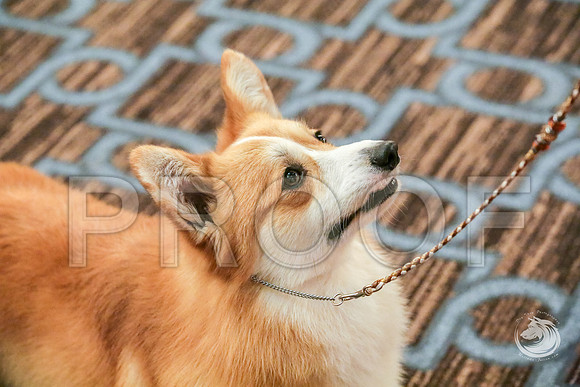 BBX Dog Fri RingsJJJ_5596-CorgiHstn2019-HR3